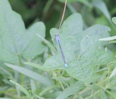 Paracercion calamorum calamorum