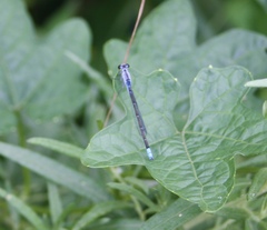 Paracercion calamorum calamorum