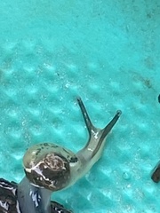 Urocyclidae