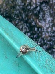 Urocyclidae