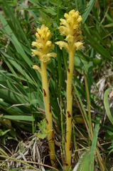 Orobanche alsatica