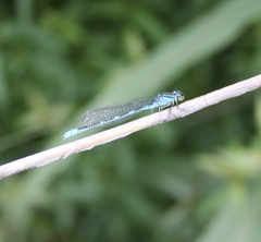 Paracercion v-nigrum