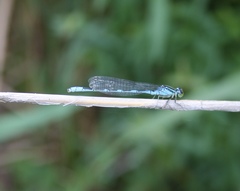 Paracercion v-nigrum