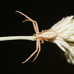 Runcinia acuminata