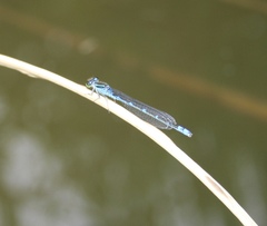 Paracercion v-nigrum