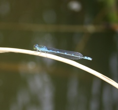 Paracercion v-nigrum