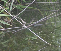 Anax parthenope julius