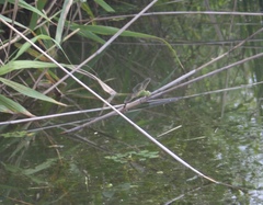 Anax parthenope julius