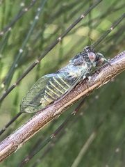 Popplepsalta notialis