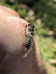 Popplepsalta notialis