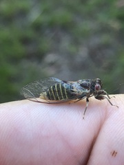 Popplepsalta notialis