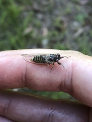 Popplepsalta notialis