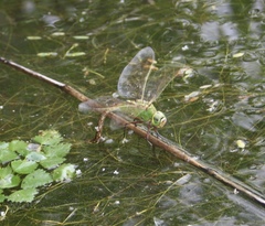 Anax parthenope julius