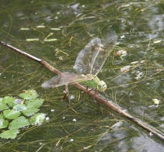 Anax parthenope julius