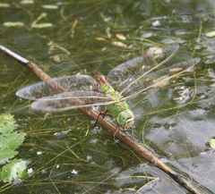 Anax parthenope julius