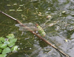 Anax parthenope julius