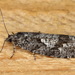 Larch Tortrix - Photo (c) Александр Корепанов, some rights reserved (CC BY-NC), uploaded by Александр Корепанов