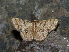 Heterostegane subtessellata