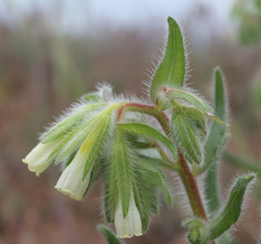 Onosma microcarpa