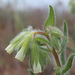 Onosma microcarpa - Photo (c) Теймуров А.А., some rights reserved (CC BY-NC), uploaded by Теймуров А.А.