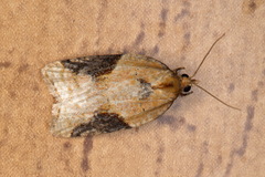 Acleris laterana