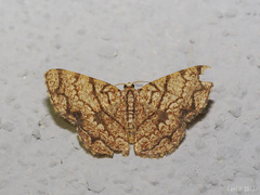 Heterostegane subtessellata