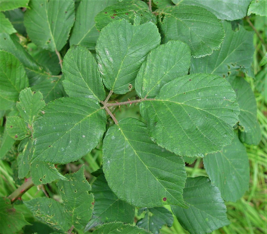 Himalayan blackberry