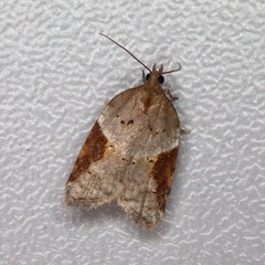 Acleris laterana