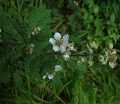 Rubus polyanthemus