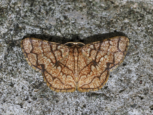 Heterostegane subtessellata