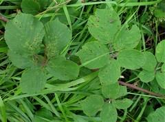 Rubus robiae