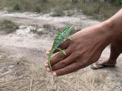 Furcifer major