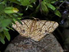 Heterostegane subtessellata