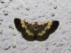 Peratophyga flavomaculata