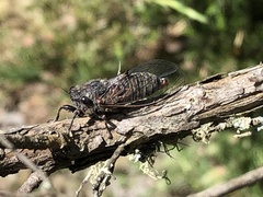Atrapsalta furcilla