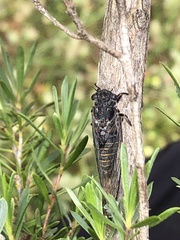 Atrapsalta furcilla