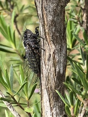 Atrapsalta furcilla