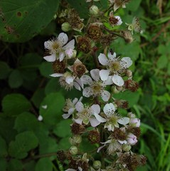 Rubus robiae