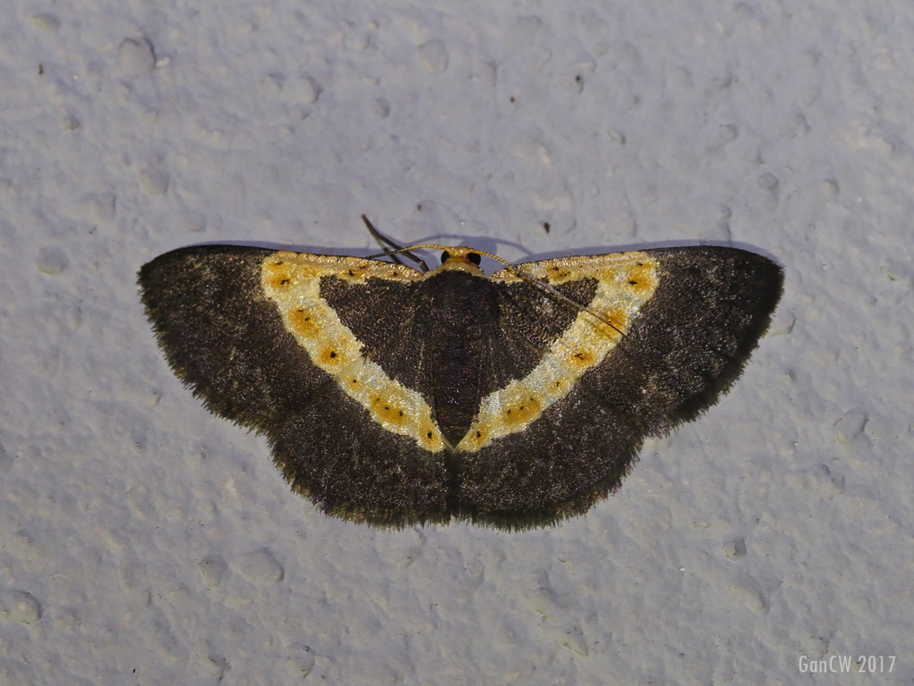 Peratophyga