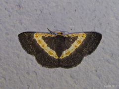 Peratophyga trigonata