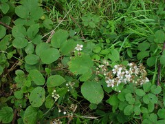 Rubus robiae