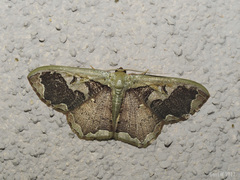 Zythos turbata