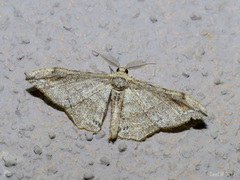 Hyposidra infixaria