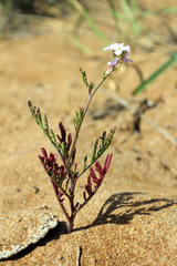 Cakile maritima euxina