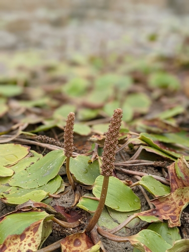 Potamogeton tricarinatus observed 2020-12-16
