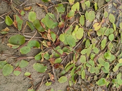 Potamogeton tricarinatus