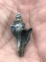 Pterochelus triformis