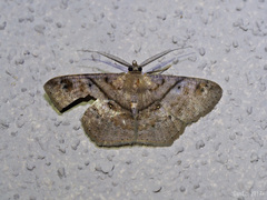 Petelia delostigma