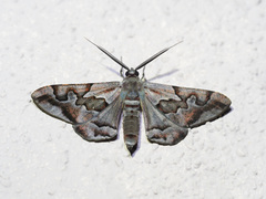 Hypochrosis binexata