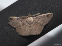 Petelia delostigma